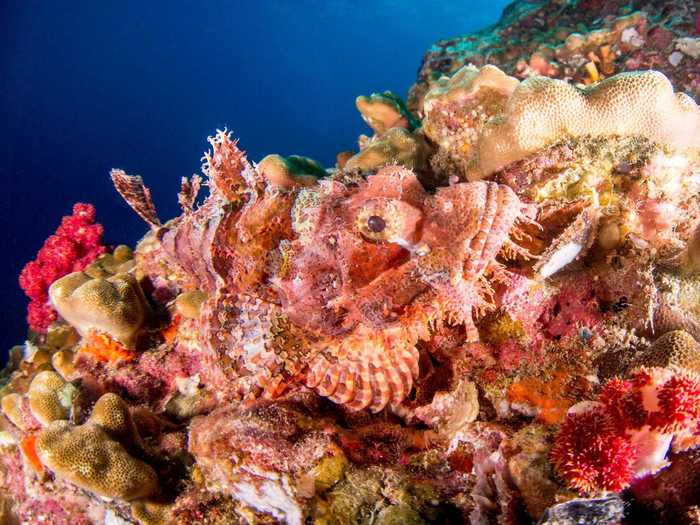 Can you spot the bearded scorpionfish here?