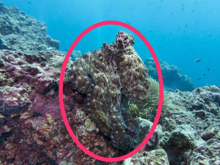 There is, in fact, a reef octopus hiding in the coral.