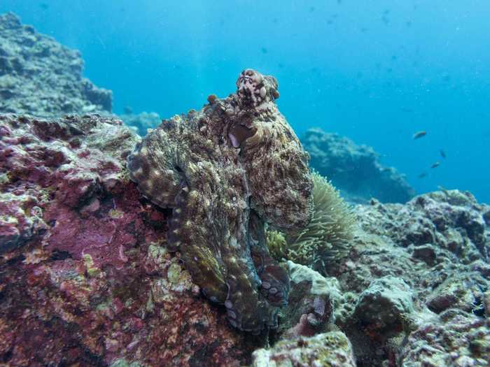 Is this just a regular coral reef, or is there an octopus lurking about?