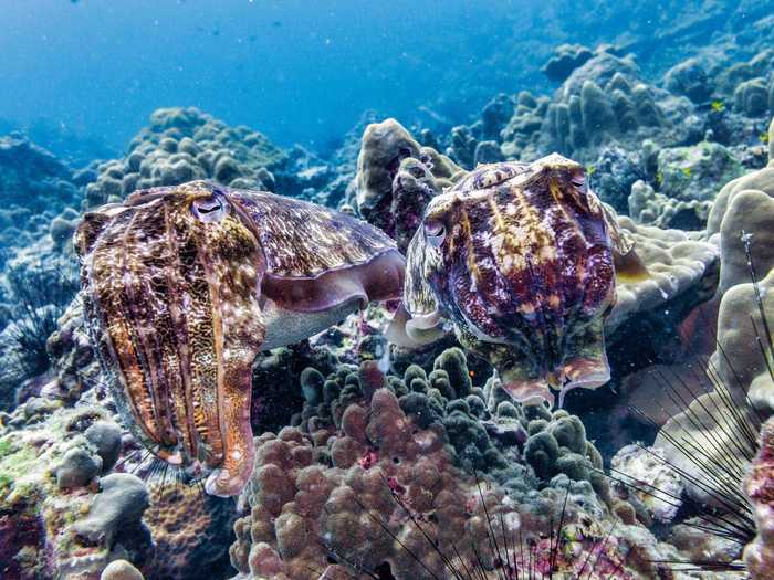 There are two Pharaoh cuttlefish in this photo. Can you find them both?