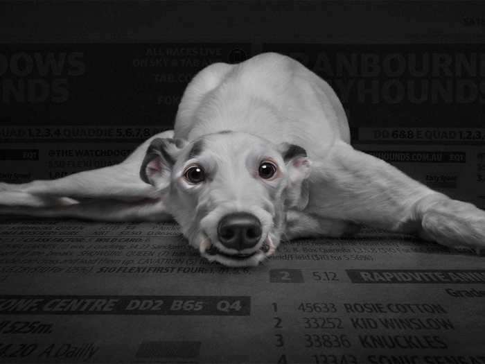 "Retirement" features Ms. Patches, a retired racing greyhound. "Racing greyhounds have a really tough life," Richards said.