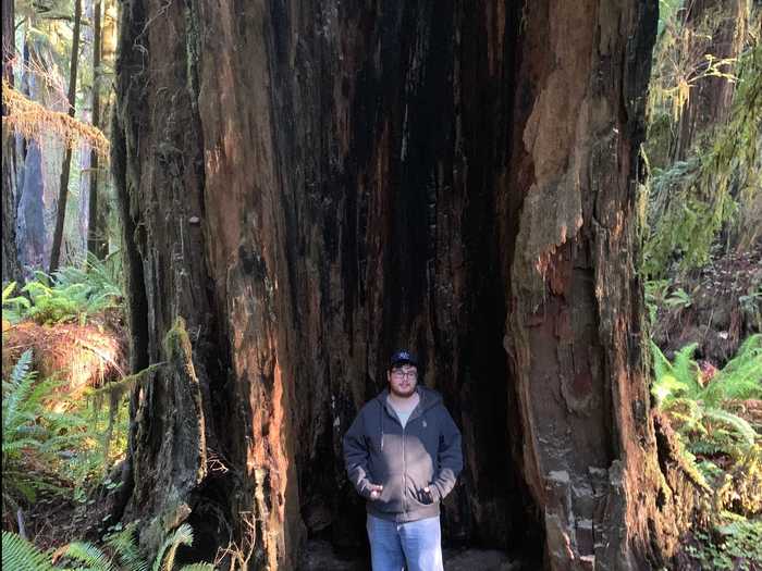 In Northern California, the Redwood trees were a sight to behold ...