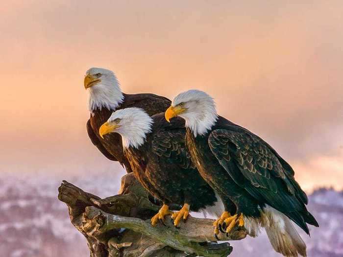 A group of eagles is called ...