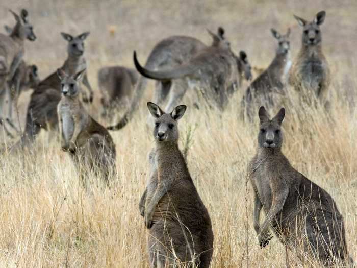 What is the collective noun for kangaroos?