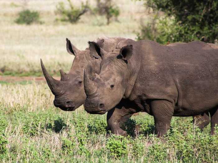 How would one refer to a group of rhinos?