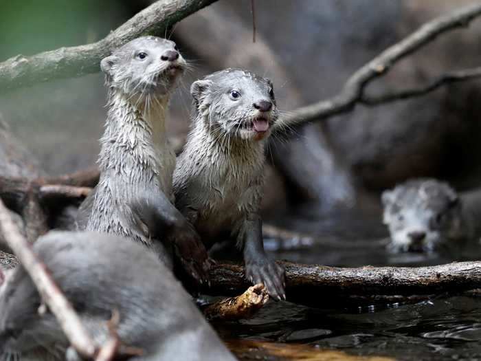 What is the name for a group of otters?