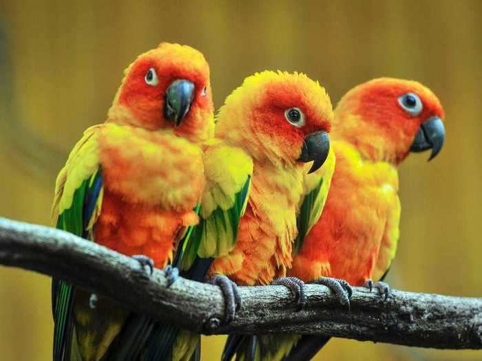 What is a group of parrots called?