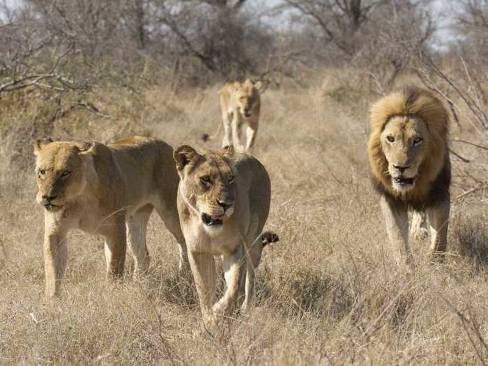 What is the word for a group of lions?