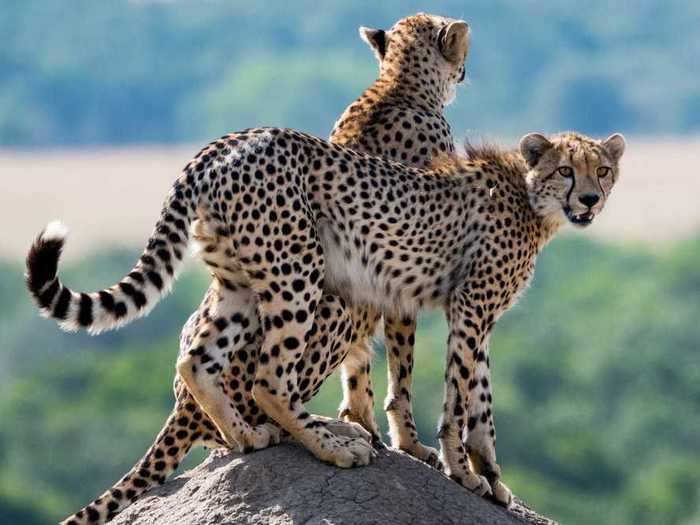 What is a group of cheetahs called?