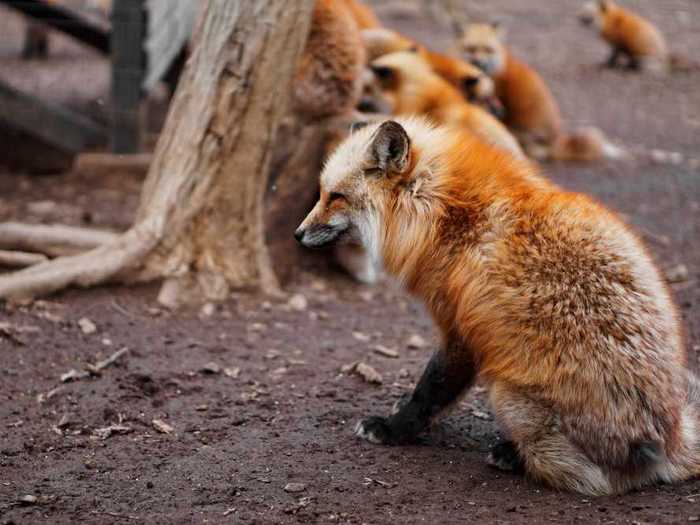 What is the collective noun for foxes?