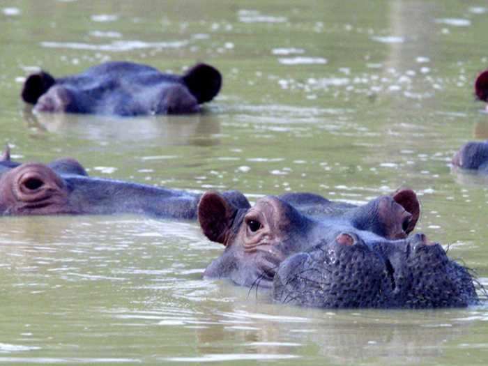 A group of hippos is called ...