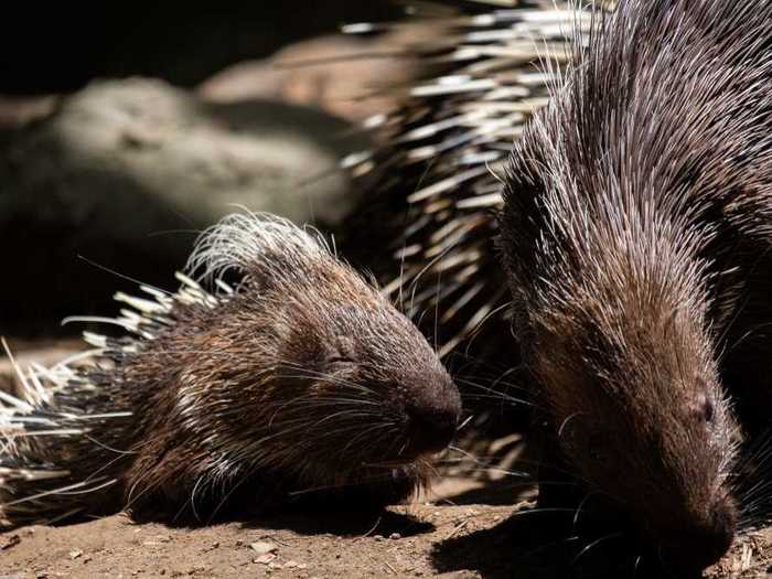 Do you know how to refer to a group of porcupines?