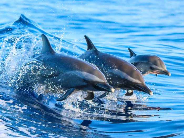 What is the name for a group of dolphins?