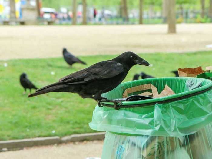 Do you know the word for a group of crows?