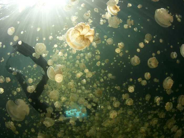 What is the collective noun for jellyfish?