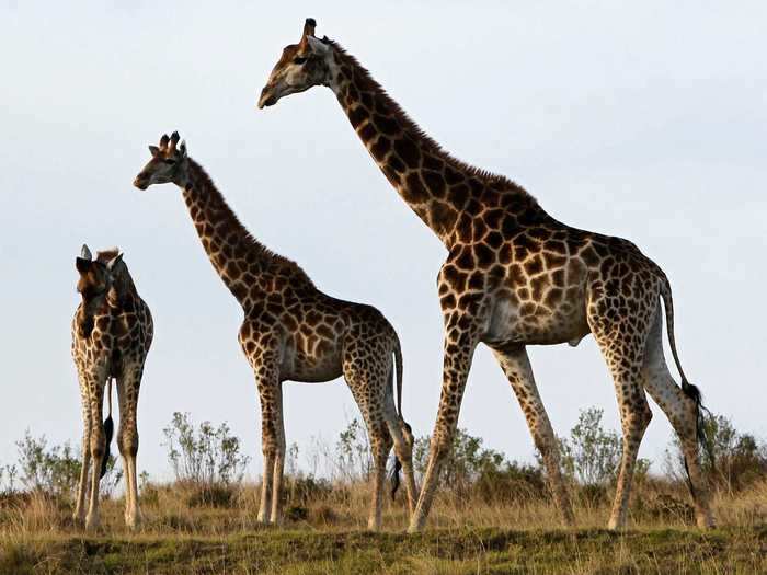 A group of giraffes is called ...