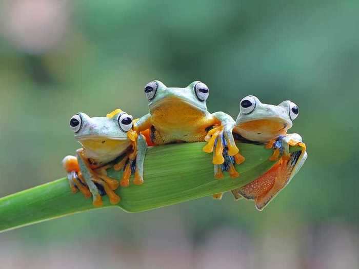 What do you call a group of frogs?