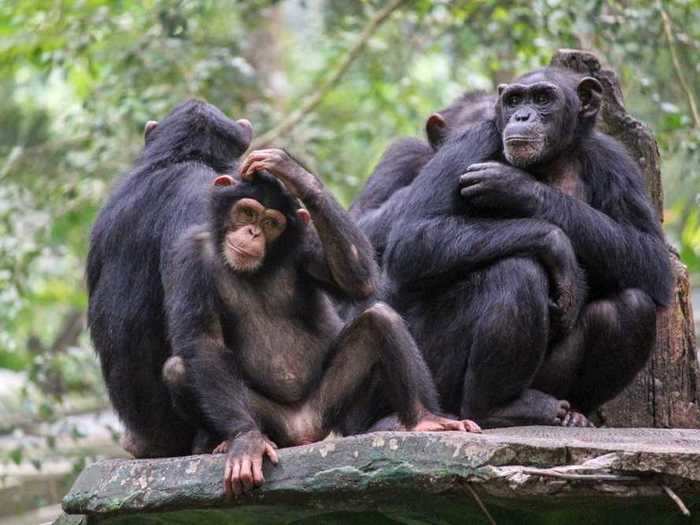 A group of chimpanzees is called ...