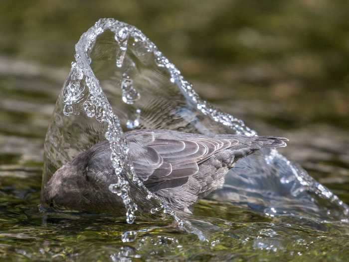 The Fisher Prize Winner was Marlee Fuller-Morris with a photo of an American dipper mid-splash.