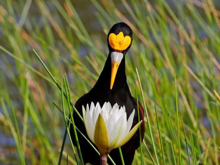 Vayun Tiwari was the Youth Winner with a picture of a northern jacana.