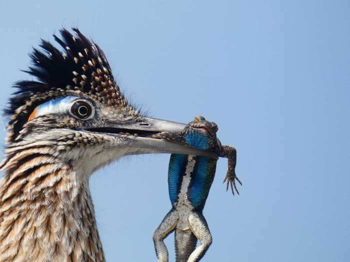 The Youth Honorable Mention was won by Christopher Smith, who captured a feasting greater roadrunner.