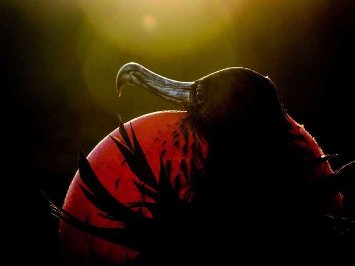 The Professional Winner was Sue Dougherty with a dramatically lit photo of a magnificent frigatebird.