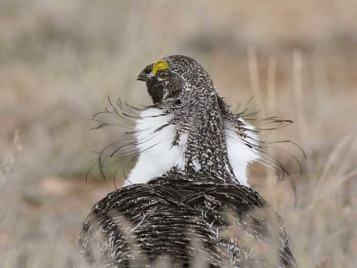 This photo of a greater sage-grouse won Gene Putney the Professional Honorable Mention.