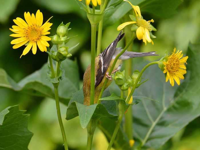 Travis Bonovsky earned the Plants for Birds category award with his photo of an American goldfinch.