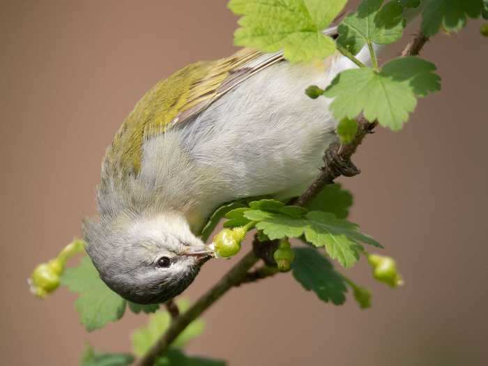 Natalie Robertson won an Honorable Mention in the Plants for Birds category with a picture of a Tennessee warbler eating a gooseberry.