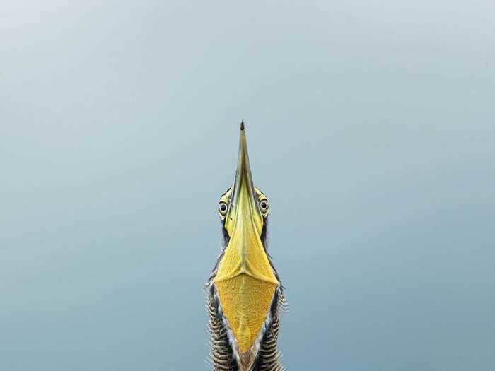 The Amateur Winner was Gail Bisson with a snapshot capturing the full length of a bare-throated tiger heron