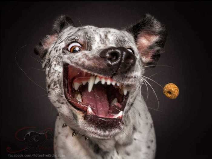 "What gets a Lab better in motion than a treat? I started throwing and hit my camera button at the same time," he said. And photo magic was born.