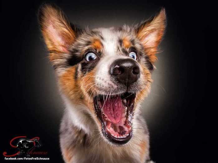 Christian Vieler is a photographer who specializes in the most wholesome field: He captures dogs catching treats.