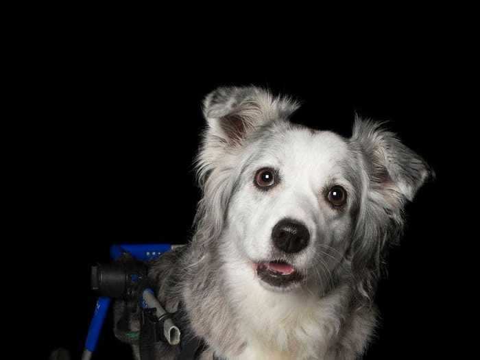 Jessie, whose back legs were paralyzed in a freak accident, has a need for speed when she has her wheels on.