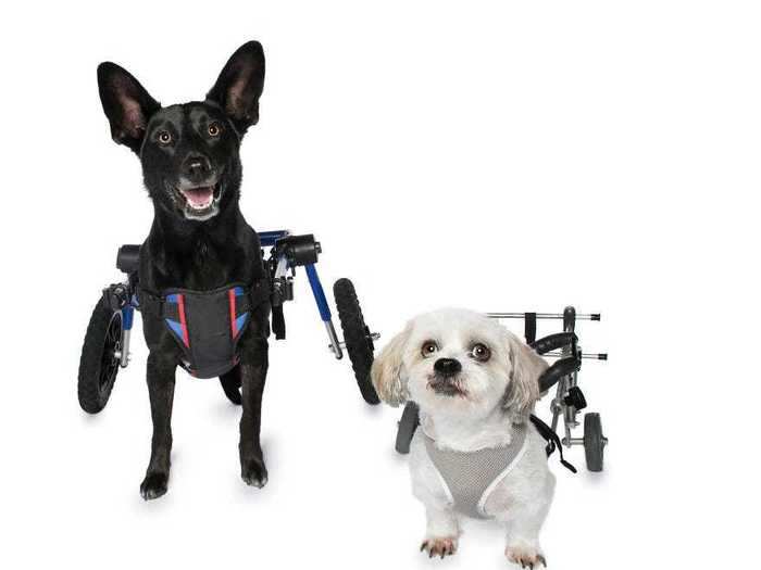 Reuben and Keisha both have paralyzed back legs — but their wheelchairs helped them stay the same fun-loving dogs they