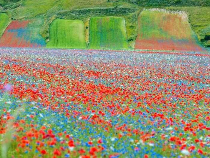 The region is known for its Castelluccio lentils, and the white flowers spotted in the pictures come from lentil plants.