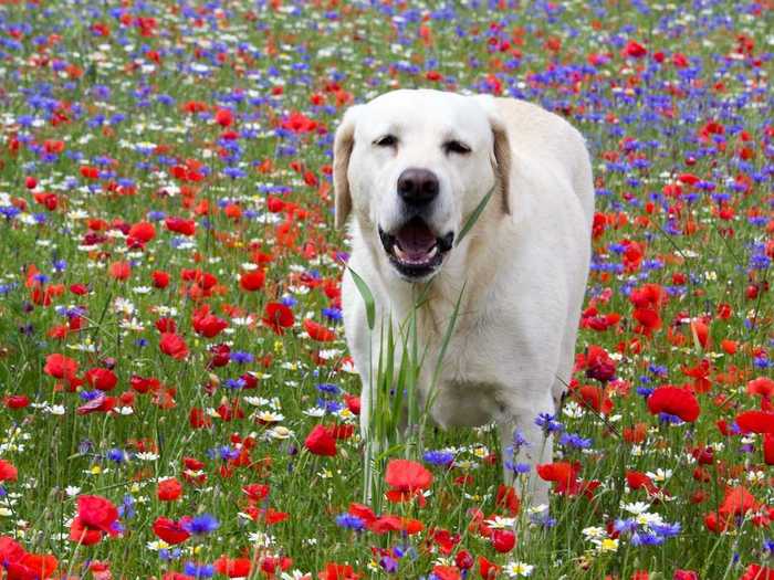 And a few happy dogs, too.