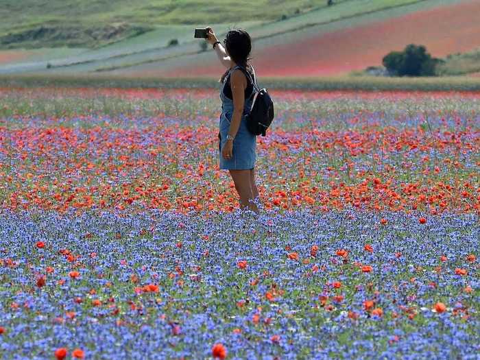 The fields typically attract thousands of tourists each year.