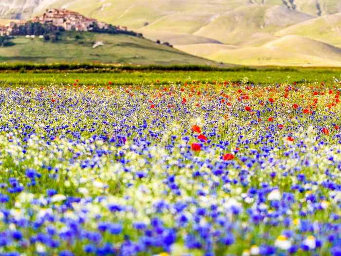 Visitors can admire individual flowers up close.