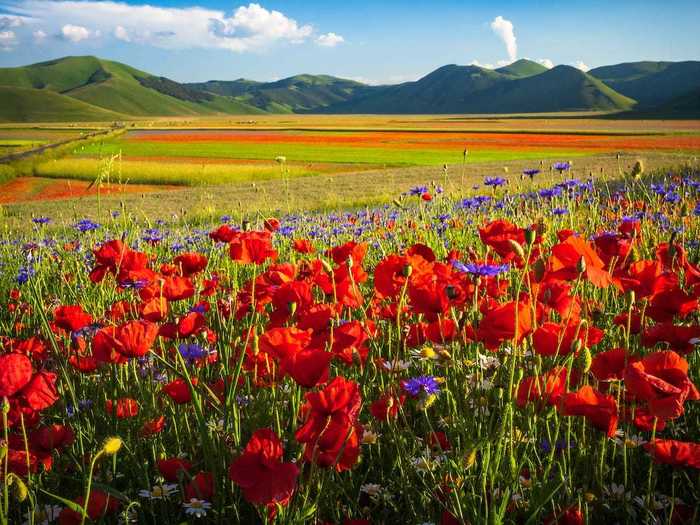 The fields are filled with poppies, daisies, violets, cornflowers, asphodels, clovers, and other wildflowers.