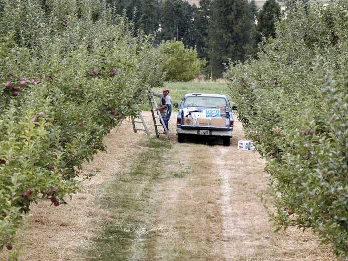 Each farm has its own schedule, so be sure to check their individual websites to see if they are open before going. Links to these sites are accessible through the Green Bluff Growers website.