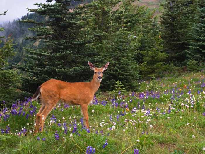 The Hurricane Ridge area reopened after coronavirus-related closures, Penninsula Daily News reported on June 25. A July 10 update from the National Parks Service confirms remains open.