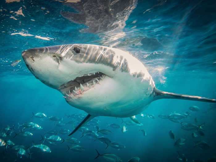 A great white shark