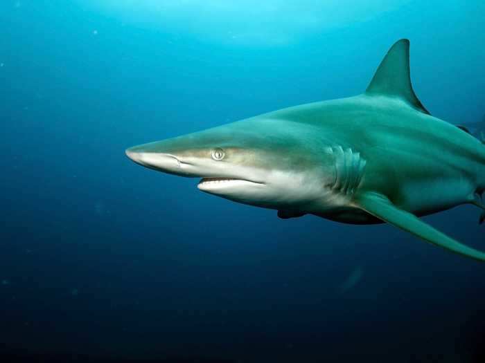 Shark embryos attack each other.