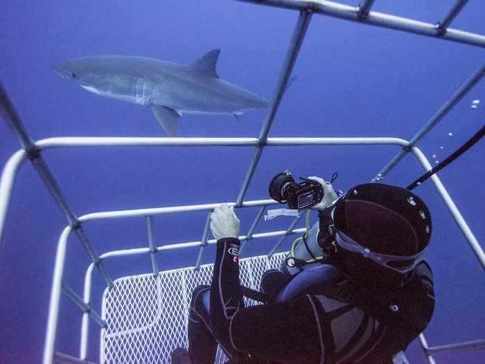 While some people are content to see sharks from behind the glass at an aquarium, other thrill-seekers take it to the next level and dive inside a cage to see a shark up close.