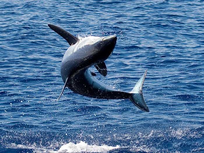 Another species, the mako shark, is known to leap 20 feet out of the water.