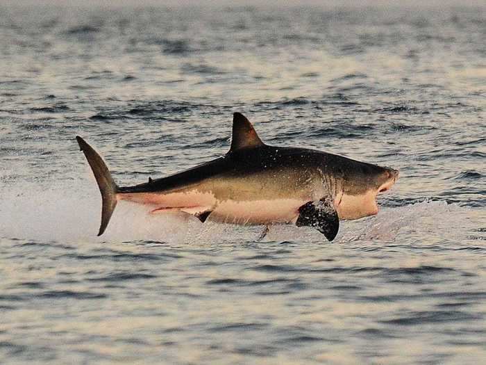 Great whites are named for their white underbellies.