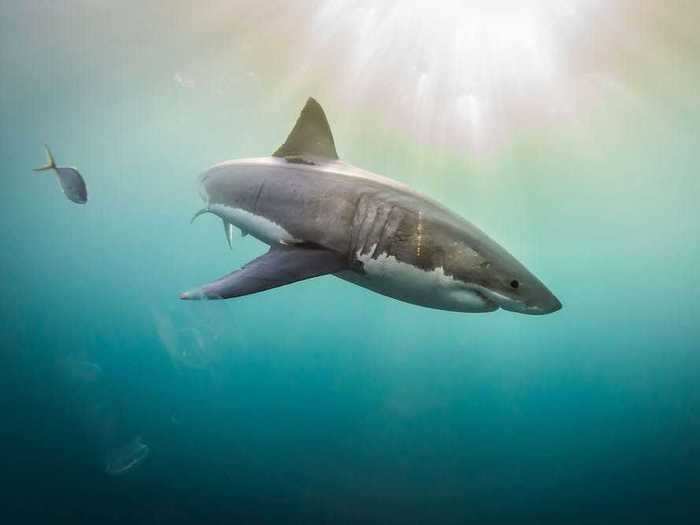 Great white sharks are the largest predatory fish on the planet.