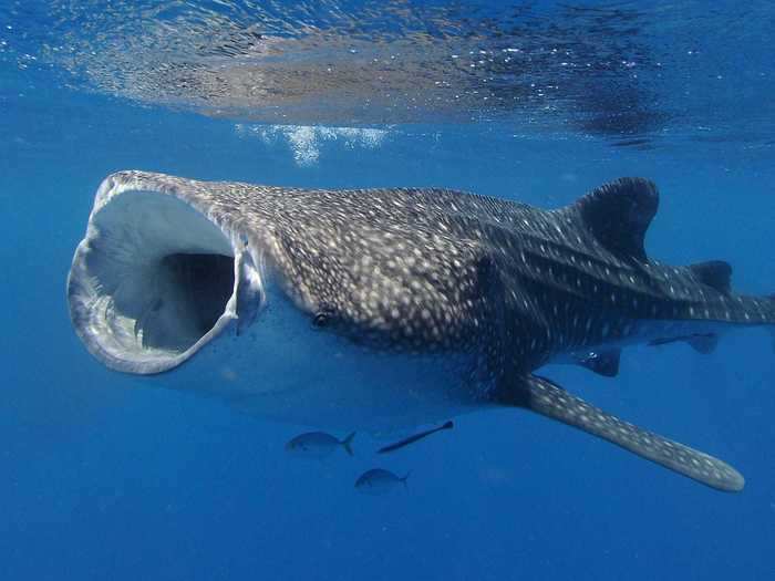 Another species of shark, the whale shark, is known for its giant mouth and distinct markings.