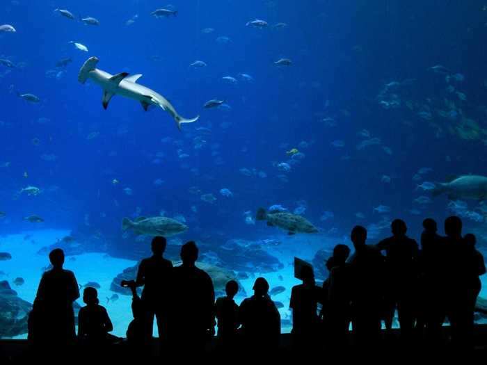 Hammerhead sharks sometimes like to swim in schools.