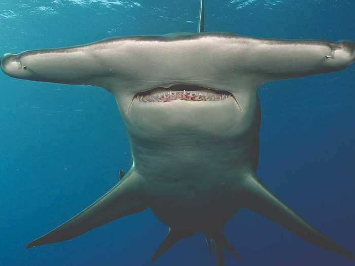 Another shark species is the hammerhead shark, known for its distinct appearance.